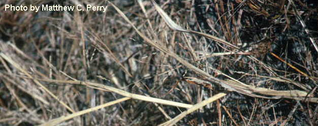 plant image