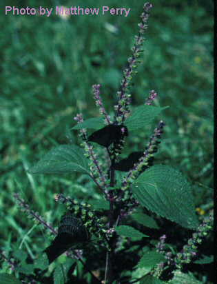 plant image