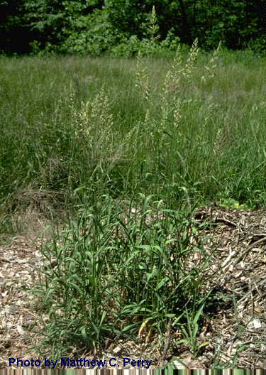 plant image