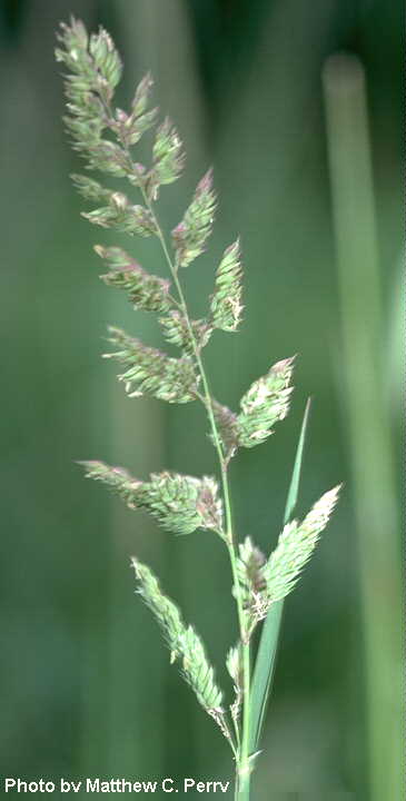 plant image