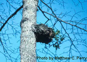 plant image