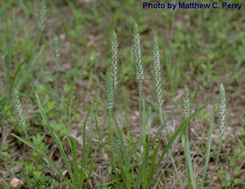 plant image