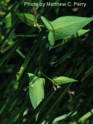 plant image