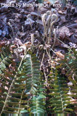 plant image