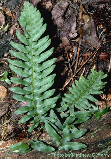 plant image