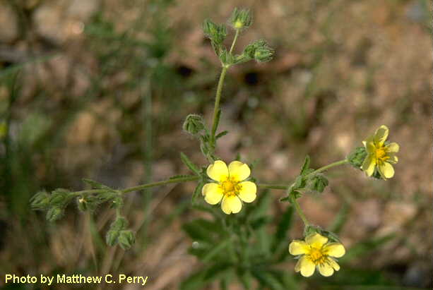 plant image