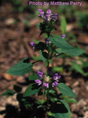 plant image