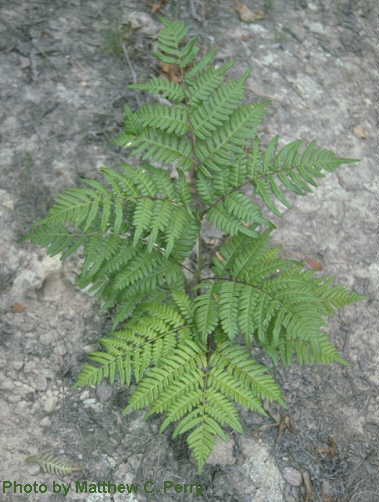 plant image