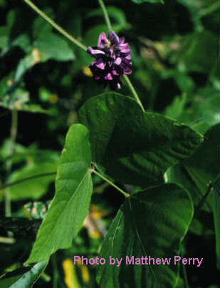 plant image