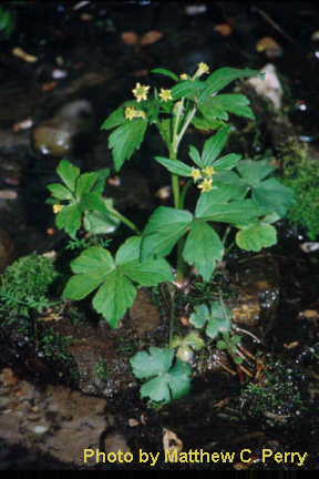 plant image