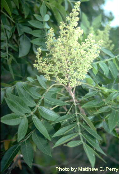 plant image