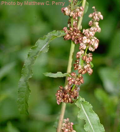 plant image