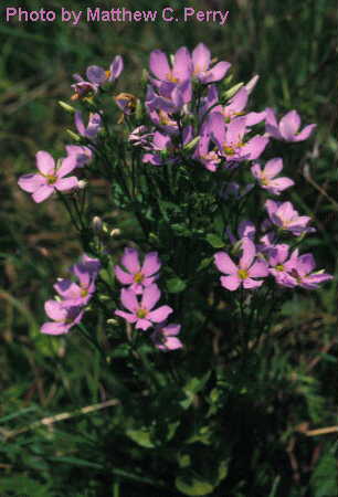 plant image