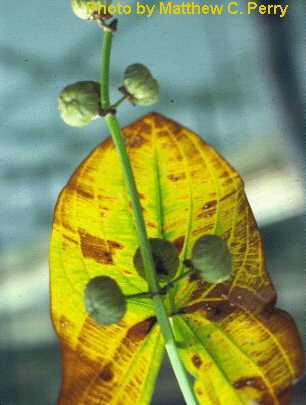 plant image