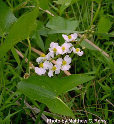 plant image