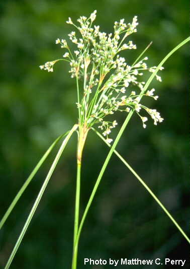 plant image