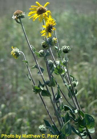 plant image