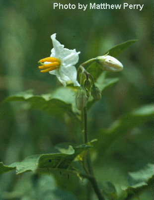 plant image