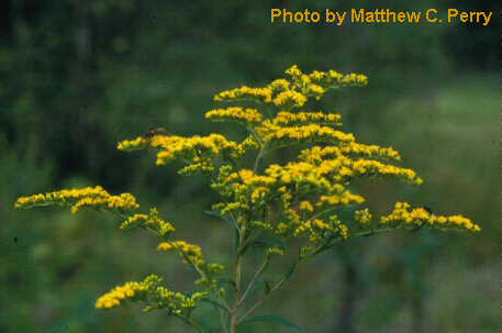 plant image
