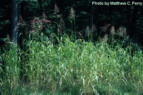 plant image
