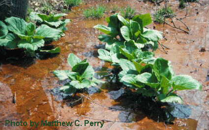 plant image