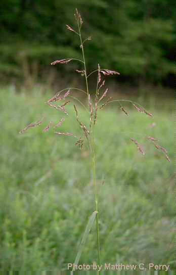 plant image