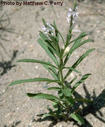 plant image