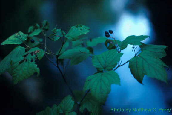 plant image