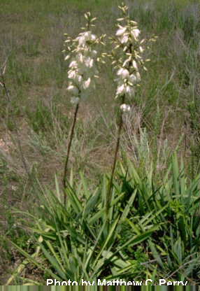 plant image