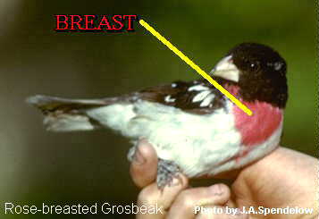 https://www.mbr-pwrc.usgs.gov/id/framlst/Glossary/breast.jpg